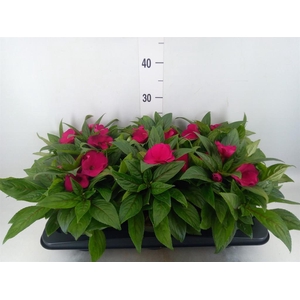 Impatiens NG 'Tamarinda Purple'