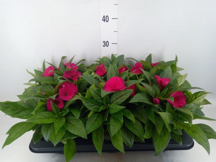 <h4>Impatiens NG 'Tamarinda Purple'</h4>
