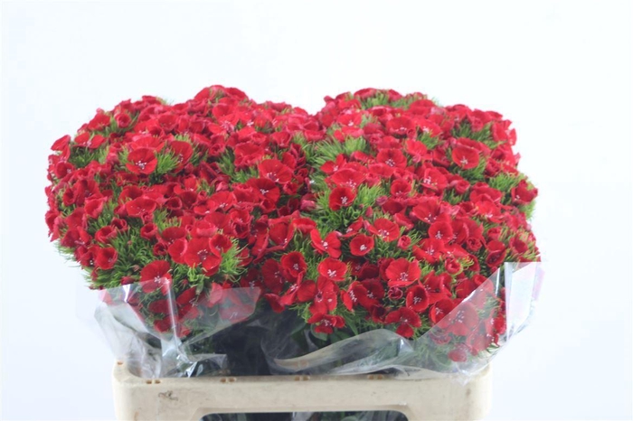 <h4>Di Barb Aldo Red</h4>