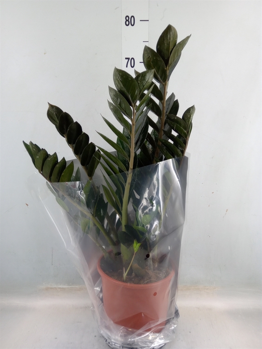 <h4>Zamioculcas zamiifolia 'Super Nova'</h4>