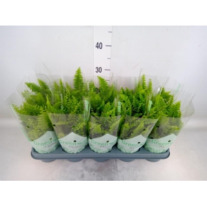 Nephrolepis exal. 'Green Moment'