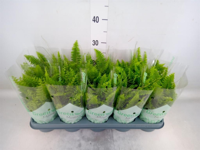 <h4>Nephrolepis exal. 'Green Moment'</h4>