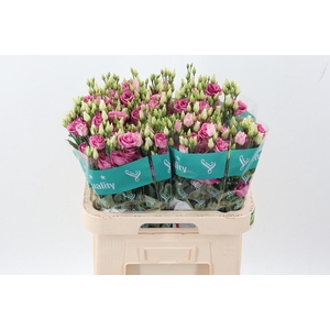 Eus G Rosi Rose Pink