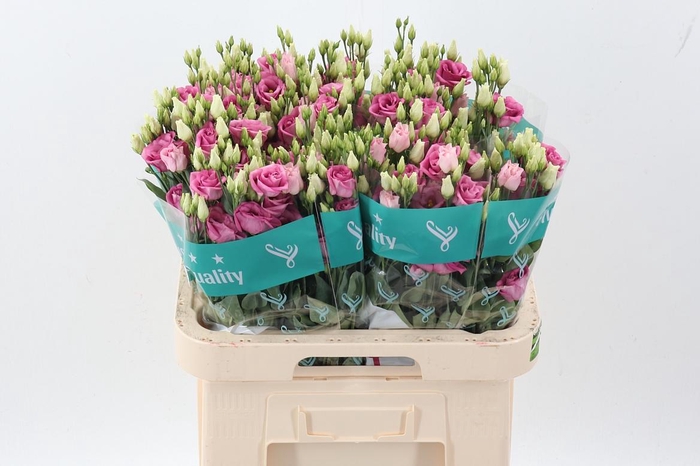 <h4>Eus G Rosi Rose Pink</h4>