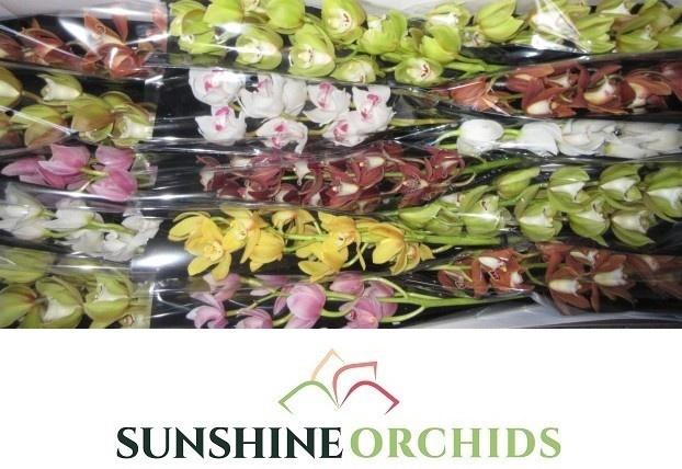 <h4>CYMB MI GEM</h4>