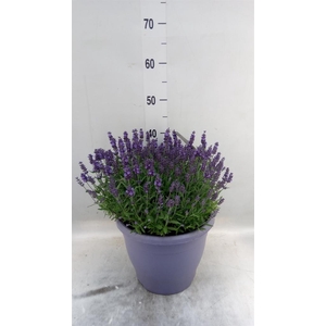 Lavandula angus. 'Essence Pure'