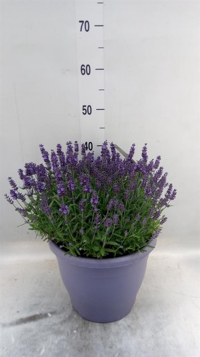 <h4>Lavandula angus. 'Essence Pure'</h4>