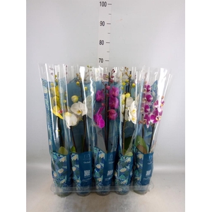 Phalaenopsis   ...mix  5