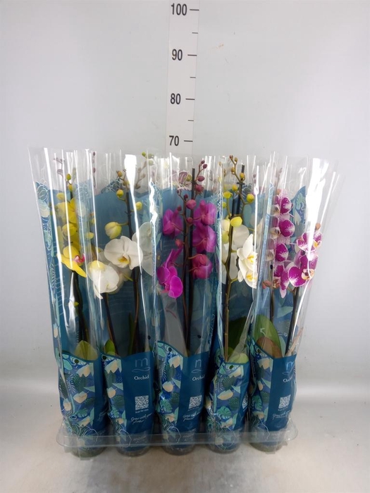 <h4>Phalaenopsis   ...mix  5</h4>