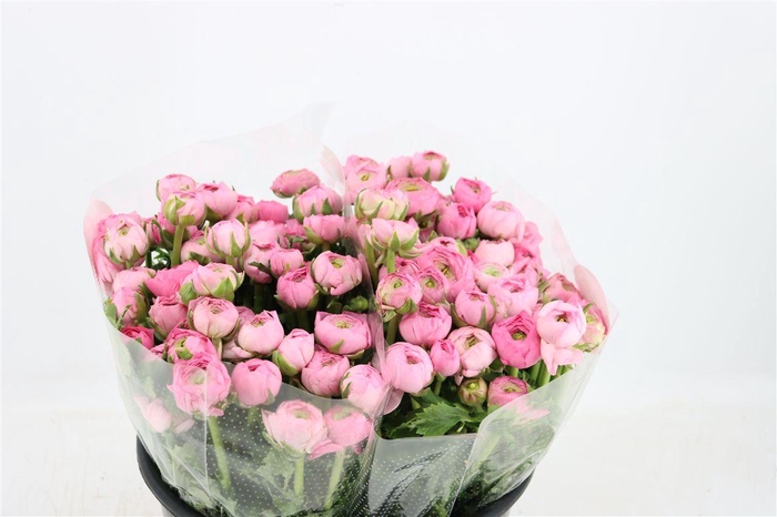 <h4>Ran Elegance Pink</h4>