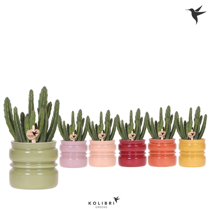 <h4>Kolibri Greens Stapelia Leendertziae in Noma pot mix</h4>