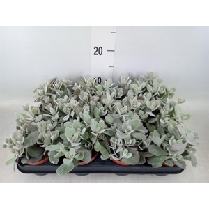 Kalanchoe NF pumila