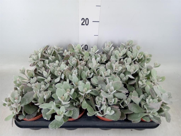 <h4>Kalanchoe NF pumila</h4>