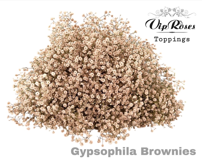 <h4>Gyps Pa Vip Brownies</h4>