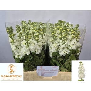 MATTH AIDA WHITE