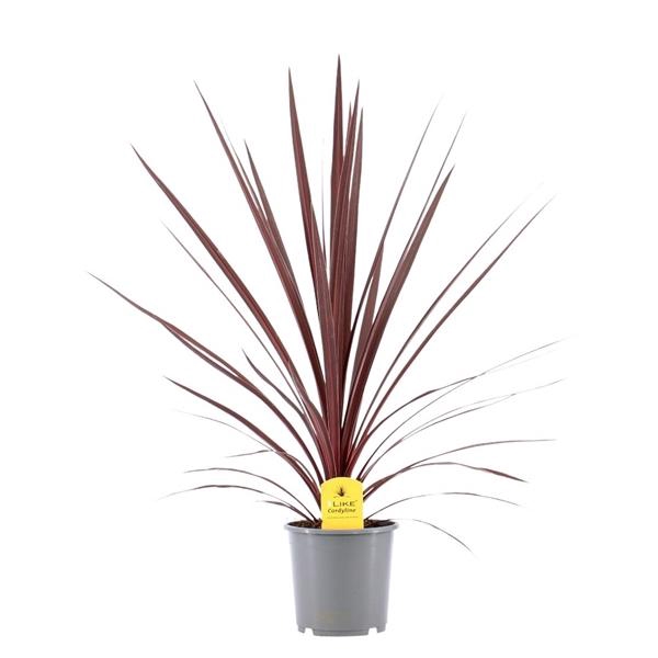 <h4>Cordyline Australis Red Star</h4>