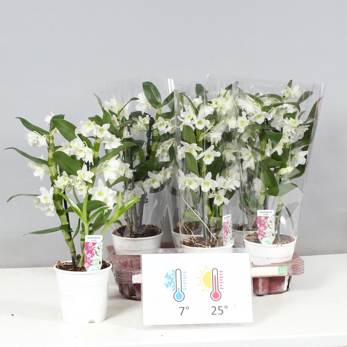 <h4>DENDR N SC APOLLON</h4>