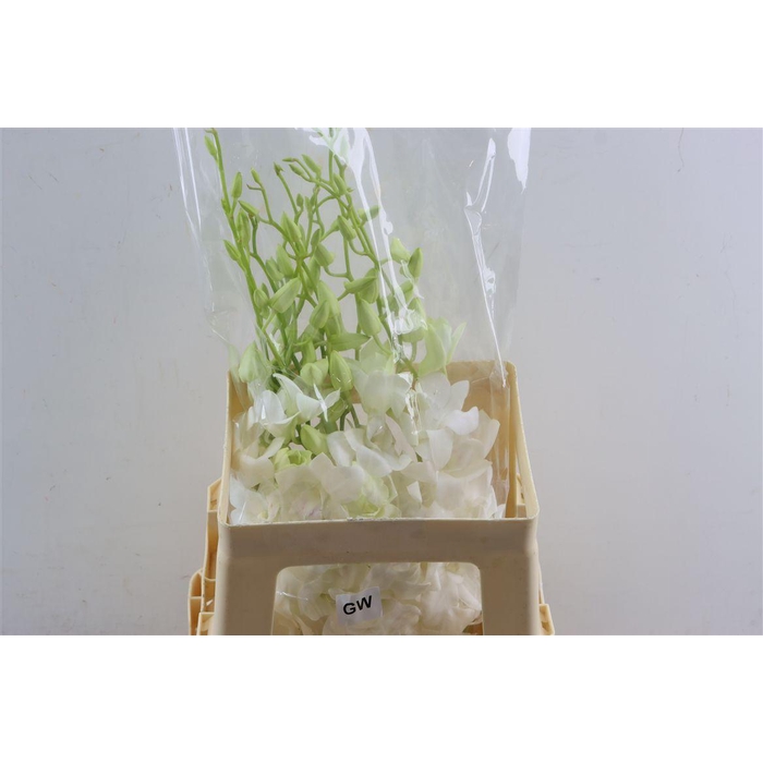 <h4>Dendro Galaxy White</h4>