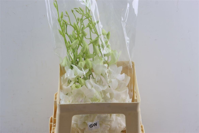 <h4>Dendro Galaxy White</h4>