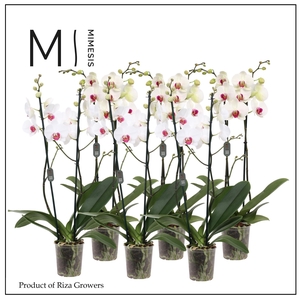 Phalaenopsis Red Lip 2 spike - 12cm | Mimesis