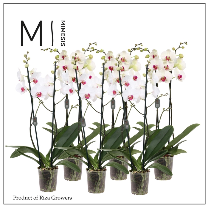 <h4>Phalaenopsis Red Lip 2 spike - 12cm | Mimesis</h4>