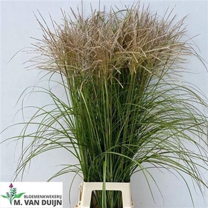 Miscantus White