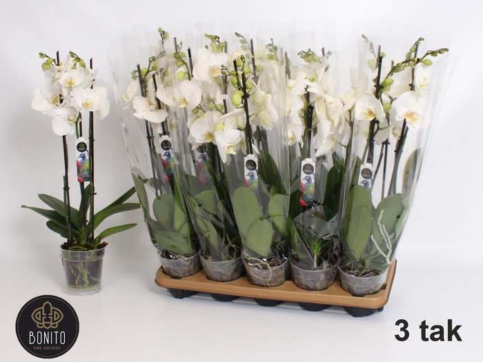 <h4>PHAL AN NOTTINGHAM</h4>