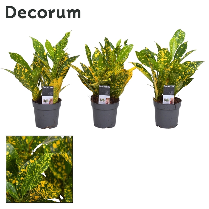 <h4>Croton Gold Dust 7 cm (Decorum)</h4>