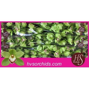 CYMB T EMERALD 80 CM