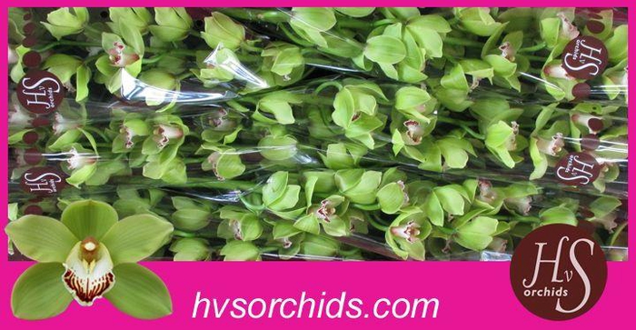 <h4>CYMB T EMERALD 80 CM</h4>