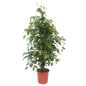 Ficus Exotica