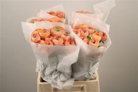 <h4>Ran Su Honey Salmon</h4>