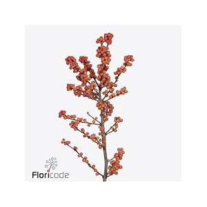 Ilex winter gold