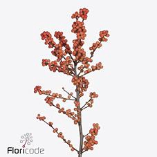 <h4>Ilex winter gold</h4>