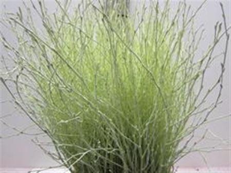 <h4>BERK LICHT GROEN L60</h4>