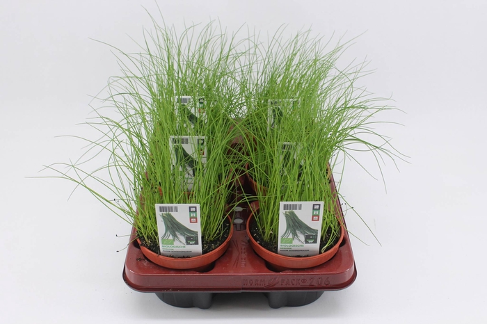 <h4>BKH groente 50860 bio Bieslook</h4>