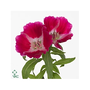 Clarkia Am Gr Red