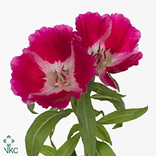 <h4>Clarkia Am Gr Red</h4>