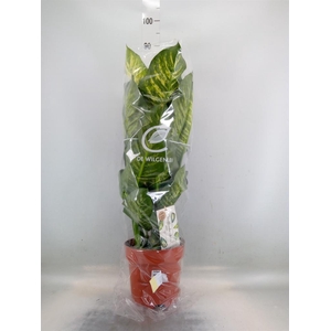 Dieffenbachia seg. 'Maroba'