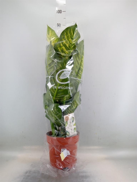 <h4>Dieffenbachia seg. 'Maroba'</h4>