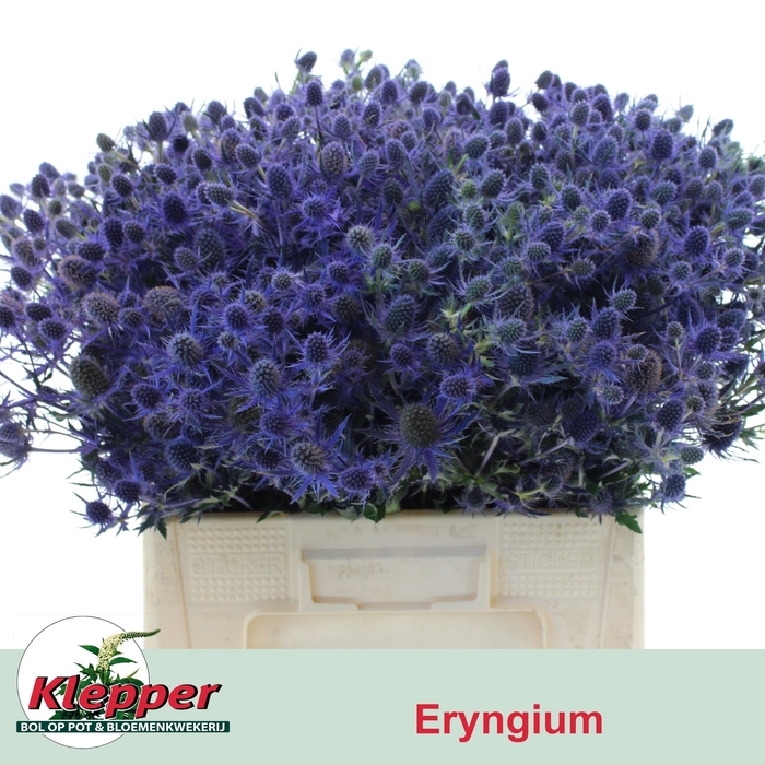 <h4>ERYN MAG BLUE LAGOON</h4>