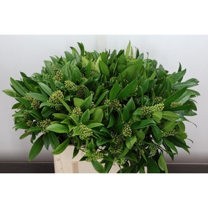 Skim C Kew Green Bs X12