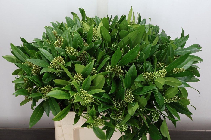 <h4>Skim C Kew Green Bs X12</h4>