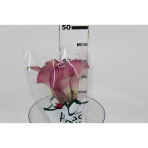 CALLA ROMANCE 040 CM