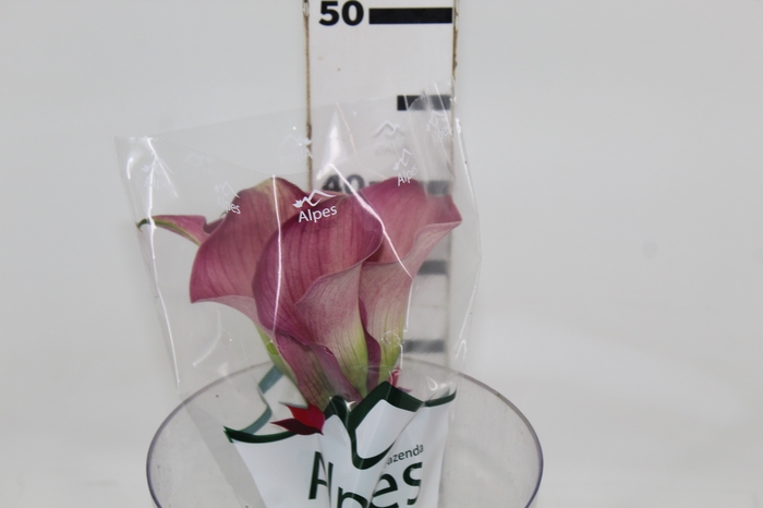 <h4>CALLA ROMANCE 040 CM</h4>