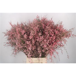 Ginster Pink Per Bunch