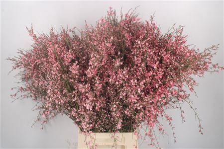 <h4>Ginster Pink Per Bunch</h4>