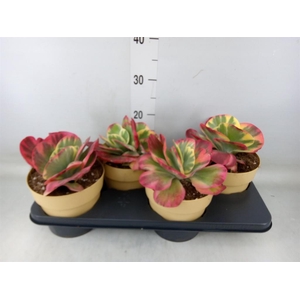 Kalanchoe NF thyrsiflora