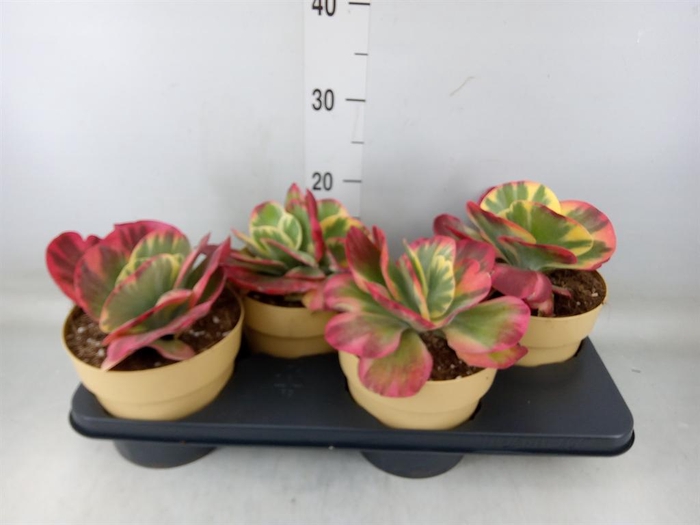 <h4>Kalanchoe NF thyrsiflora</h4>