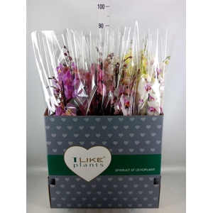 Phalaenopsis   ...mix